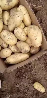 新鲜土豆大量上市产地一手货源商超电商批发大量现货地头现摘现发