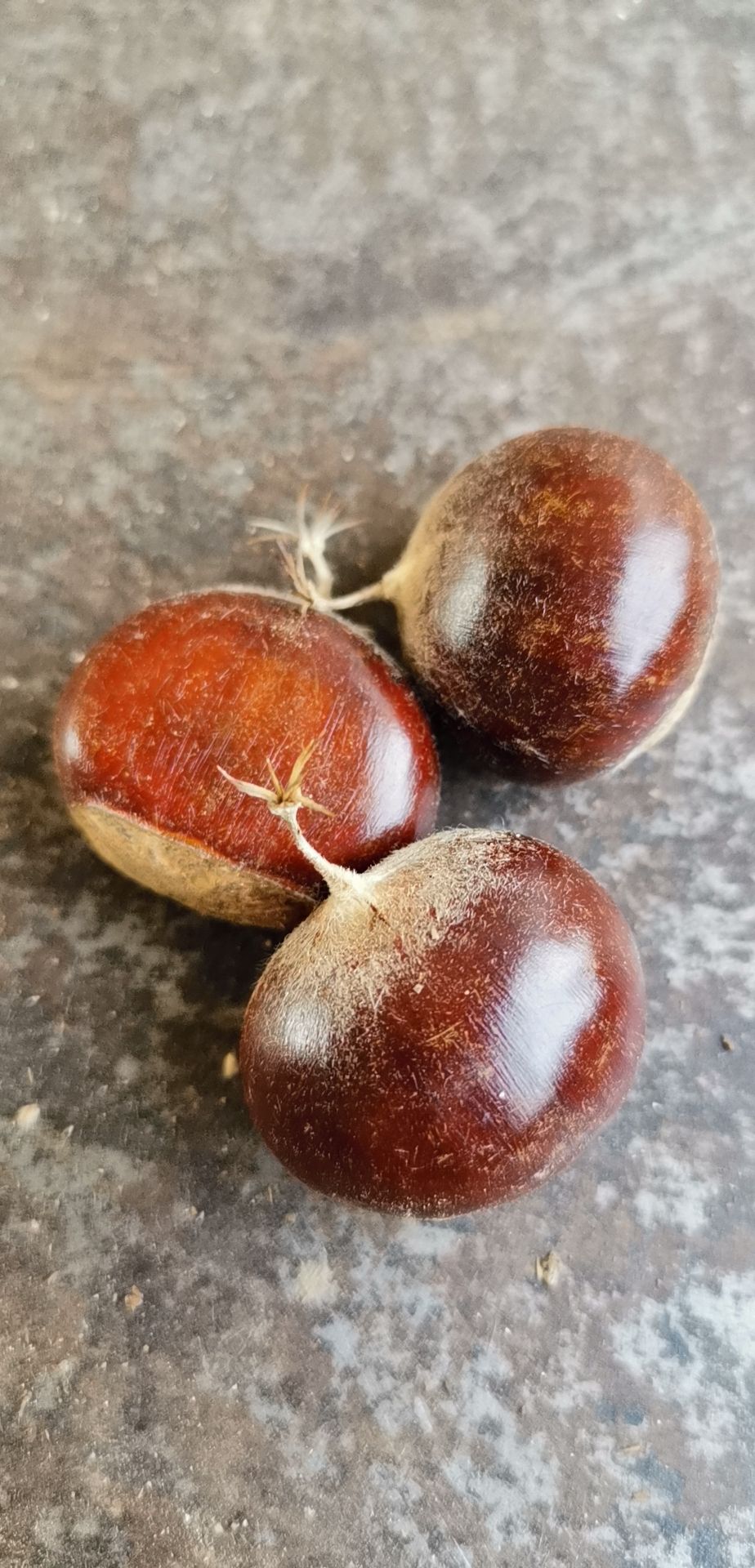 遵化板栗京东板栗迁西板栗