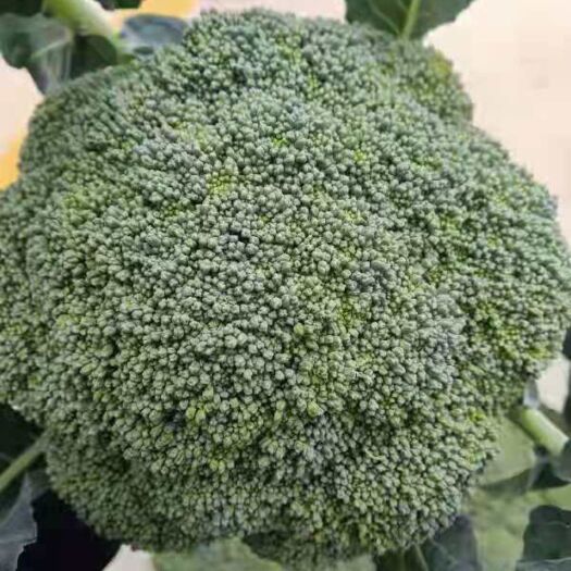 金阳县 精品西兰花