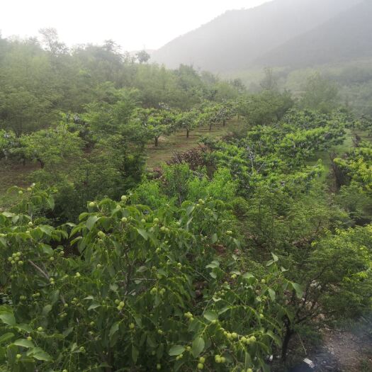 唐山丰润火石营果园流转，配有住所或者出售出所
