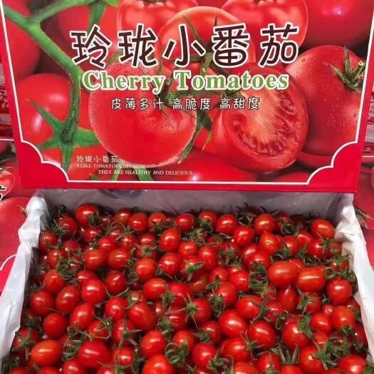 广州圣女果  釜山88玲珑小番茄