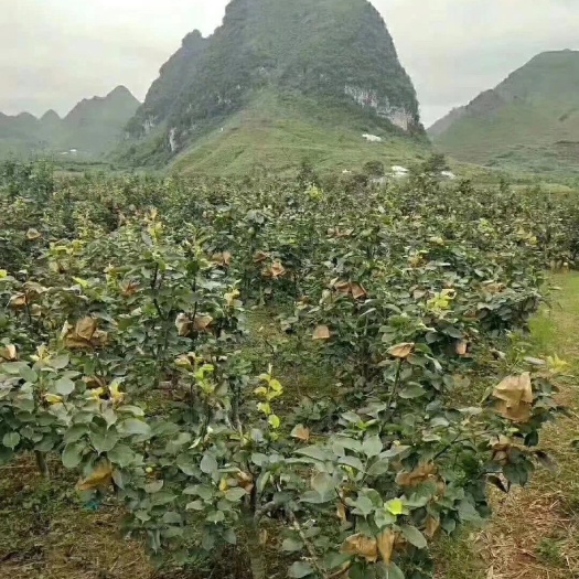 天等县雪花梨 桂花梨