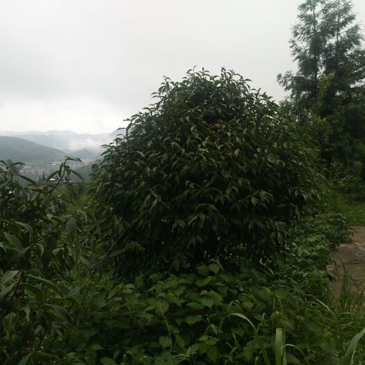 古蔺县茶花树 风景树，白茶花  红茶花