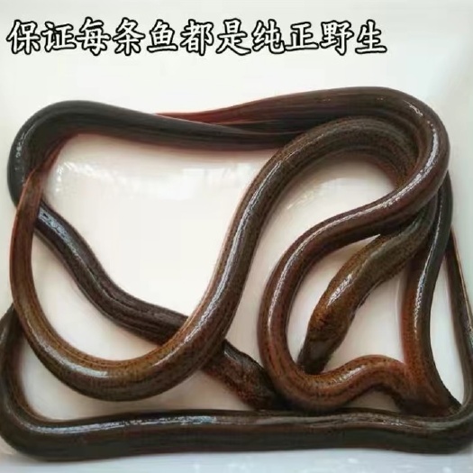 马鞍山 黄鳝