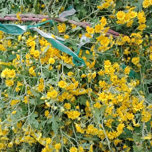 红安县黄金菊 菊花