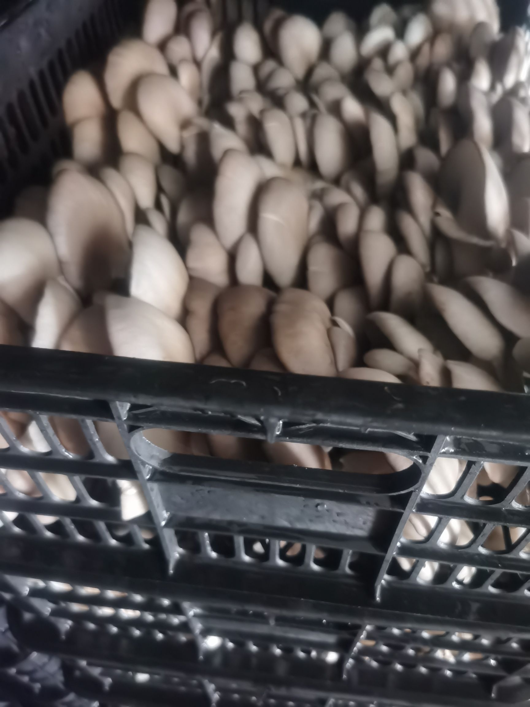 鲜平菇  夏季黑色平菇，自产自销，产地装车