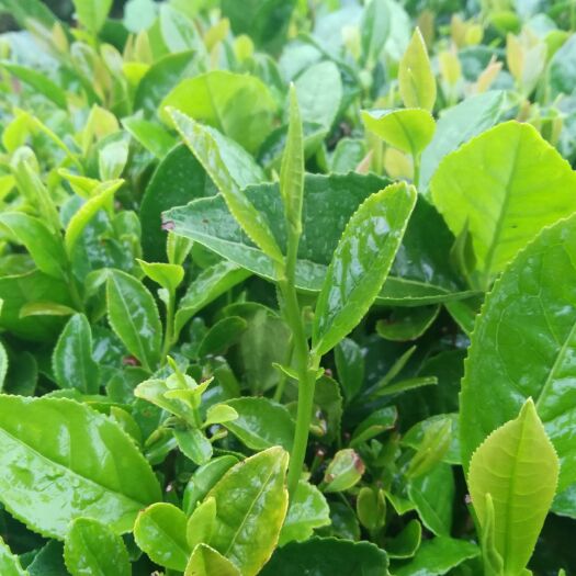 青岛 茶农直销，海青绿茶。