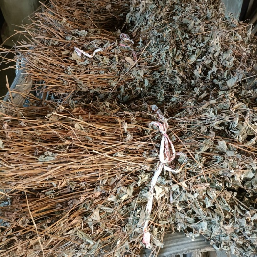绍兴白茎鱼腥草 上市，天然晒干鱼腥草
