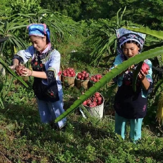 罗甸县 现摘新鲜红心火龙果
