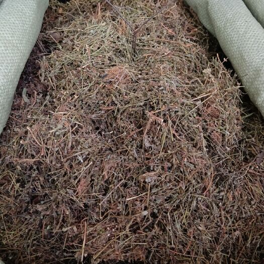 玉林地耳草别名田基黄田基王黄花草黄花仔七寸金细叶黄中草药