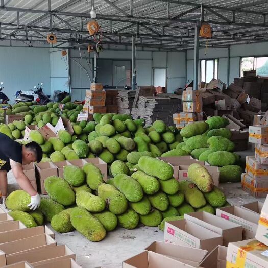 万宁市海南产地黄肉菠萝蜜  果肉多 价美