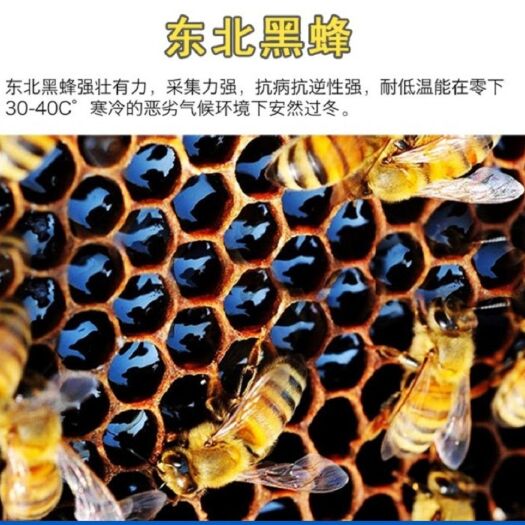饶河县刺五加蜜  东北黑蜂刺五加蜂蜜 来自黑蜂自然保护区的蜂蜜