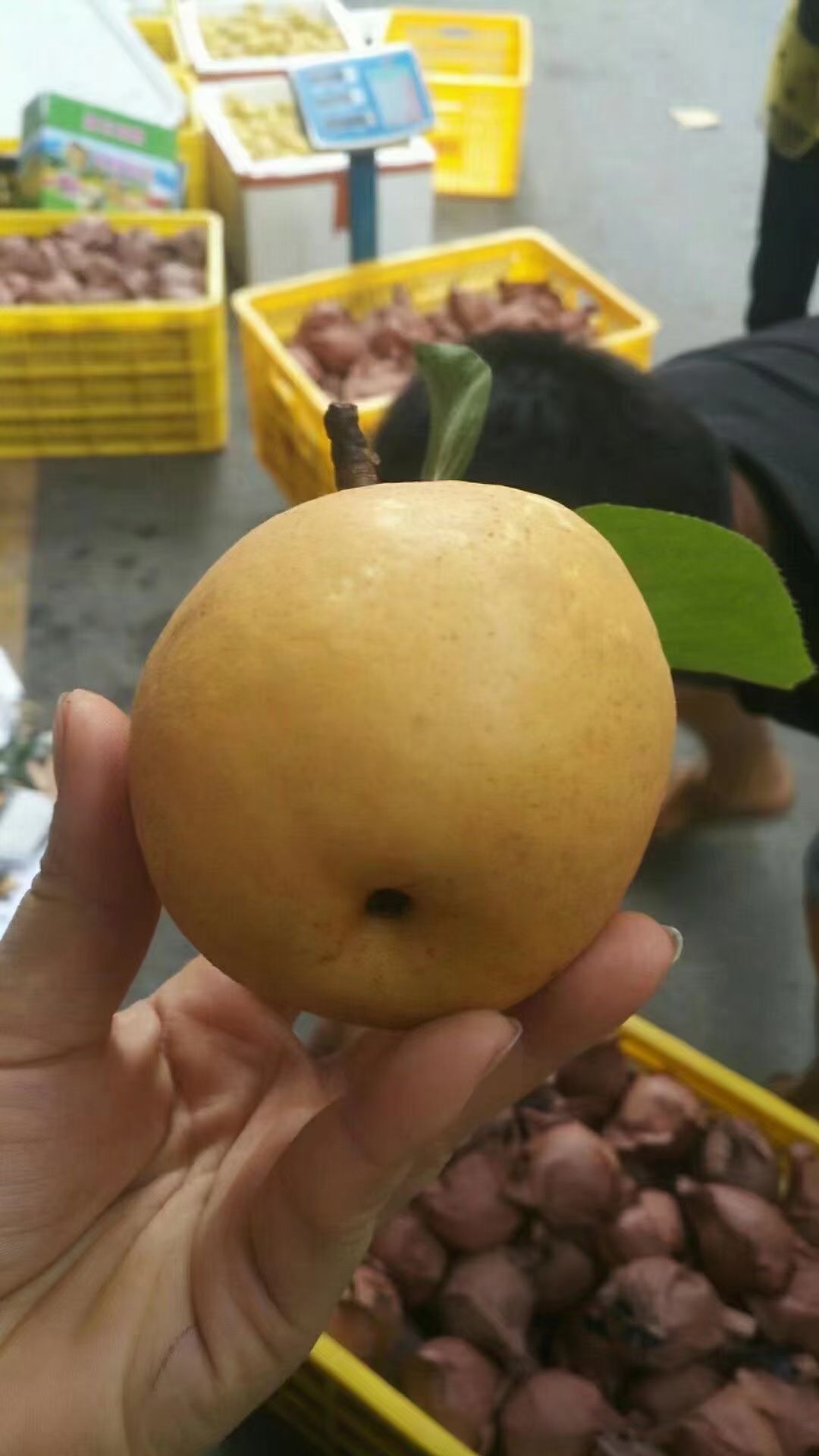 脆冠梨