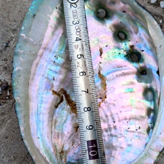 鲍鱼壳 天然鲍鱼贝壳烧鼠草容器摆件首饰收纳海螺壳鱼缸石决明