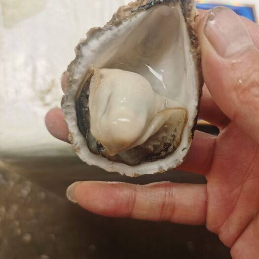 佛山三倍体生蚝  台山三倍体1+ 不起粉 肉质脆甜 烧烤不爆浆 批发
