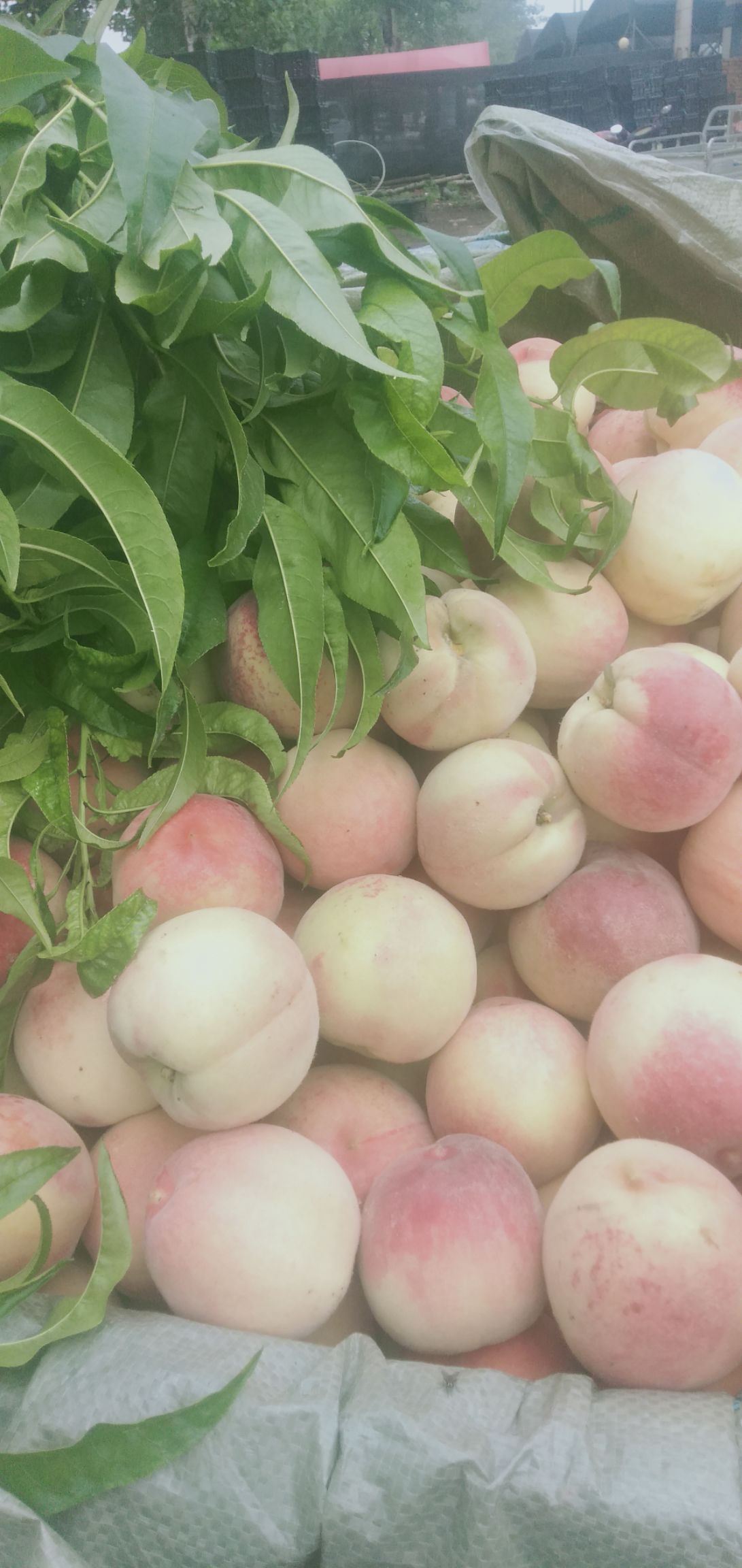 新品种中桃水玉早熟毛桃，60MM以上精选果
