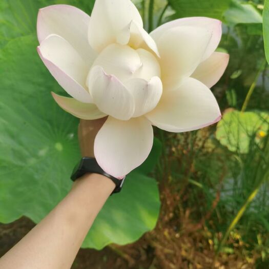 鱼台县鄂莲6号 微山湖莲藕，干荷叶，鲜荷叶，莲蓬