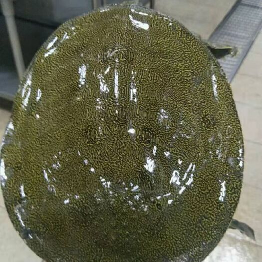 重庆市黄沙鳖  本人在河沟钓甲鱼，保证品质！勿以价格论品质！