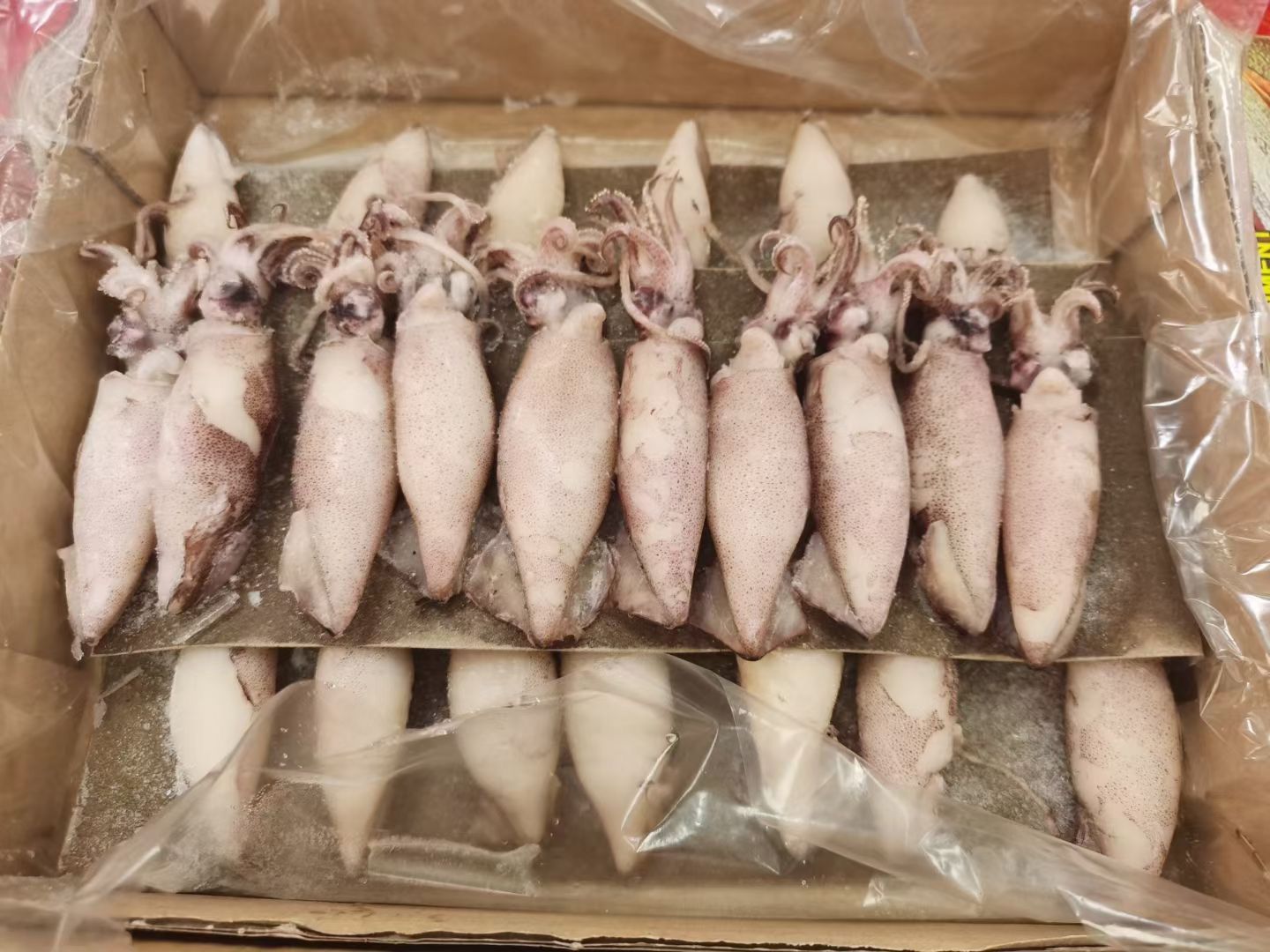 满籽海兔全籽籽乌大小墨鱼仔笔管鱼全籽乌贼海兔子