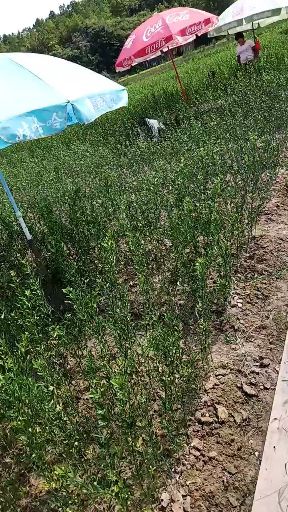 爱媛柑桔苗  柑橘苗一爱嫒38号