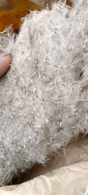 大叶白头翁种子优质药材种苗来自秦皇岛青龙满族自治县