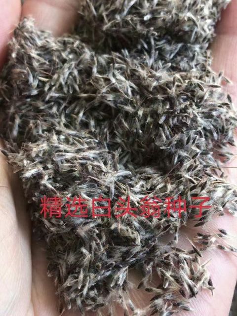 大叶白头翁种子优质药材种苗来自秦皇岛青龙满族自治县