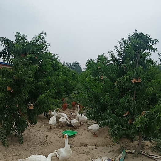 汝南县土鸡 土公鸡，果园散养，没喂饲料