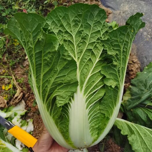 威宁县 大白菜大量供应欢迎采购诚信经营一次合作终生朋友