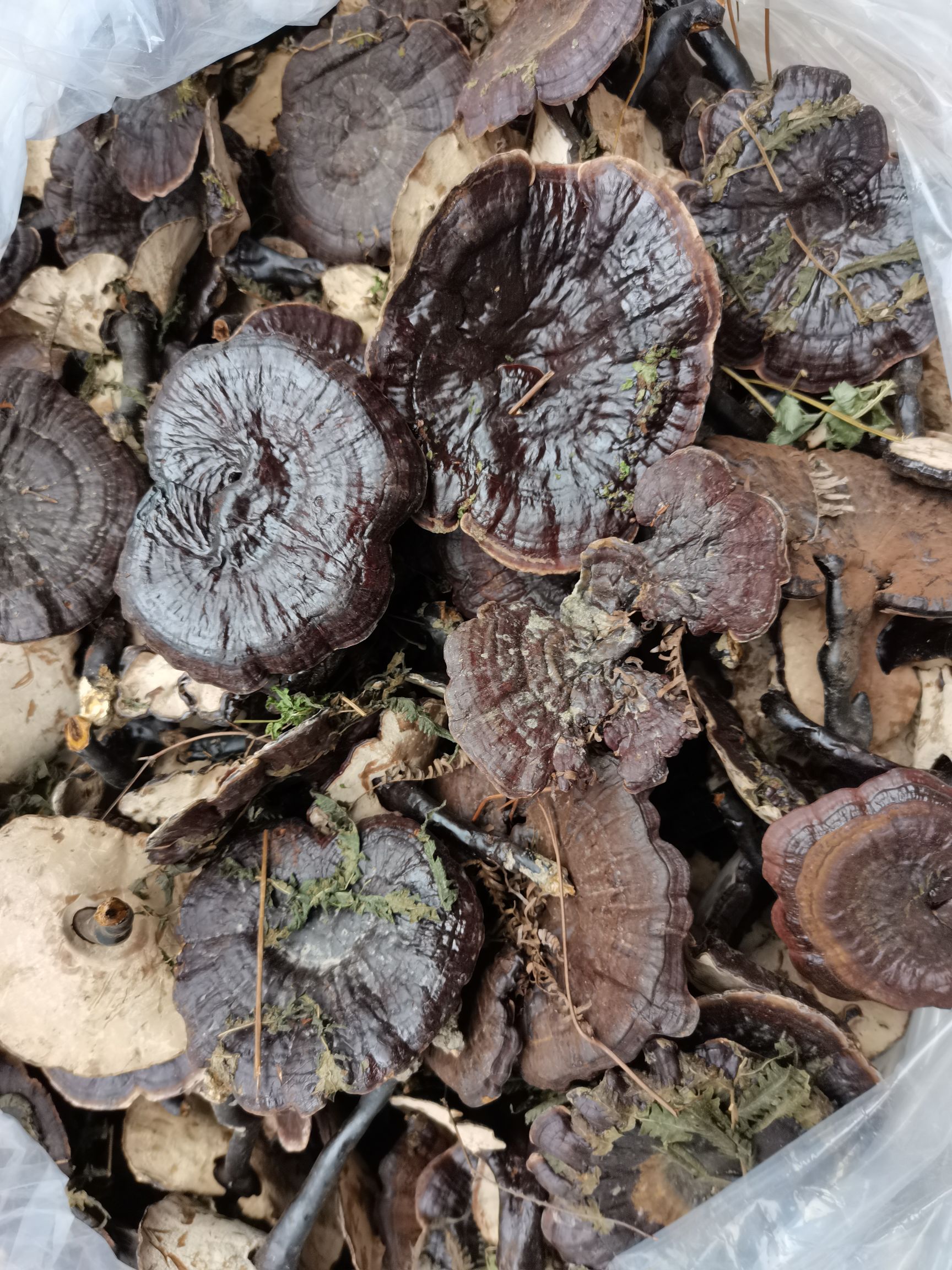 紫灵芝  灵芝