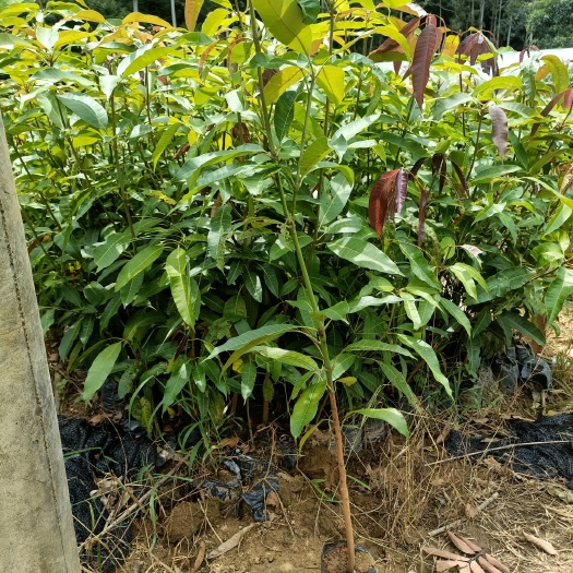 灵山县芒果苗  芒果直生杯苗70至1.5米高