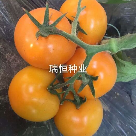 寿光市大圆黄西红柿种子，黄色番茄种子，黄色大果硬度好。