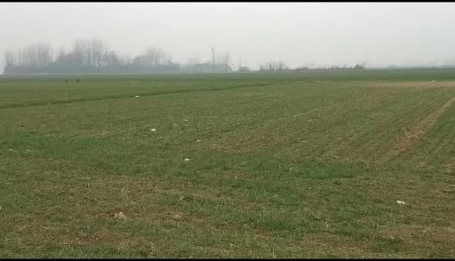 正阳县旱地 出租 5~10年 500~1000亩