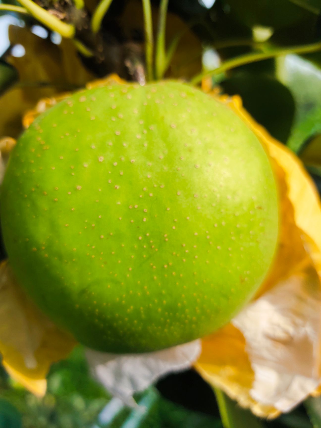 苏翠一号梨，发财致富