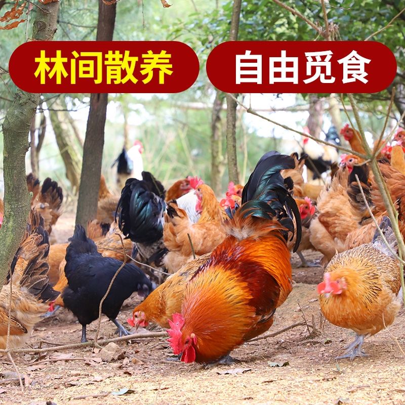  河南出售土公鸡土鸡大别山生态放养