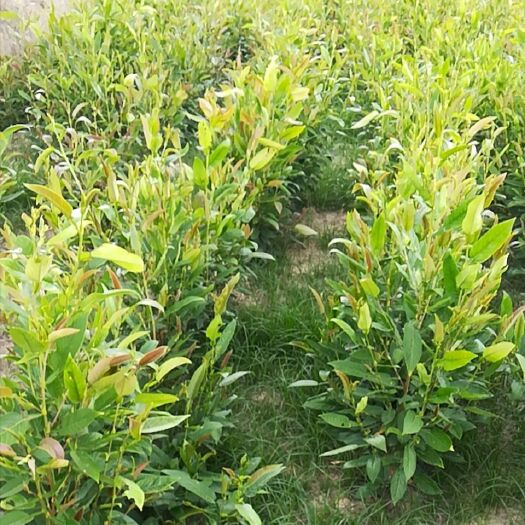廉江市葫芦茶