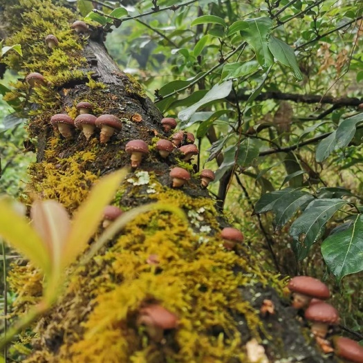 宁蒗县 野生蘑菇