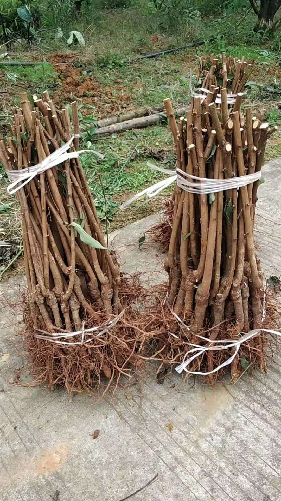 凤凰李子树苗  眉山凤凰李，个头大，甜度高，苗木质量保证，