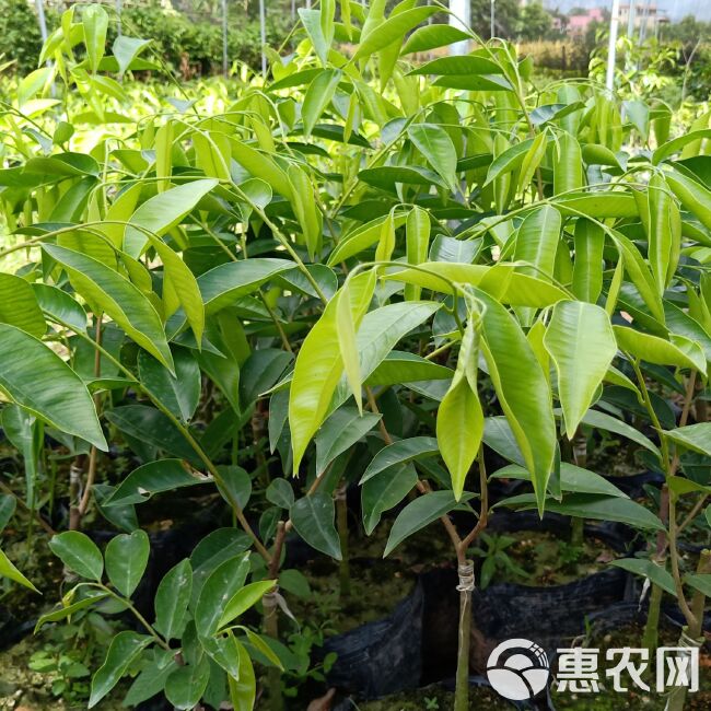 沉香苗  沉香树苗绿奇楠嫁接苗盆栽植物产地直销带营养杯发货