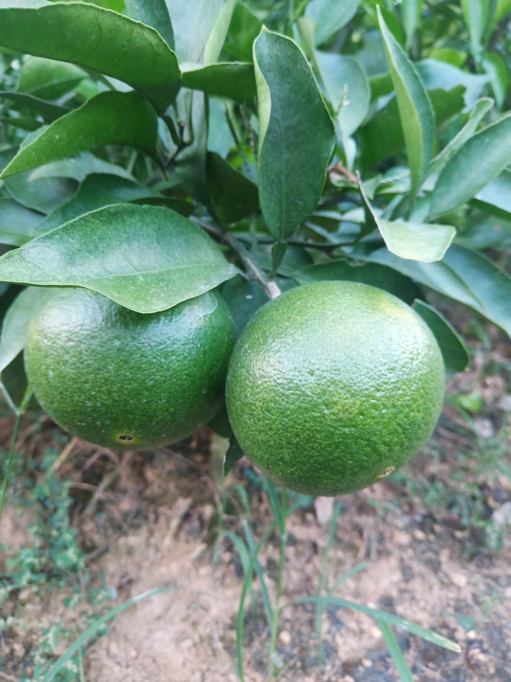 爱媛柑桔苗  柑橘苗一爱嫒38号