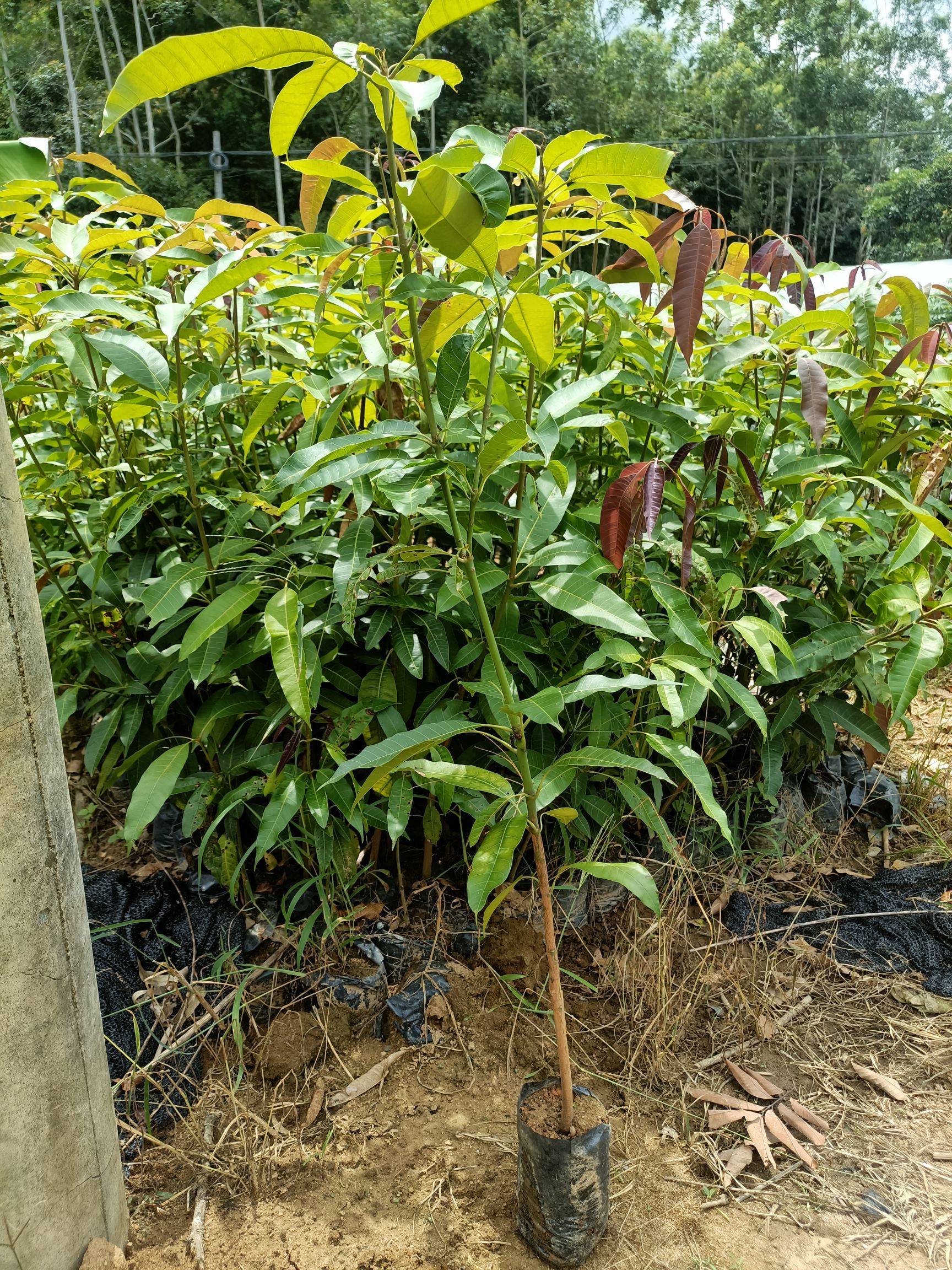芒果苗  芒果直生杯苗70至1.5米高