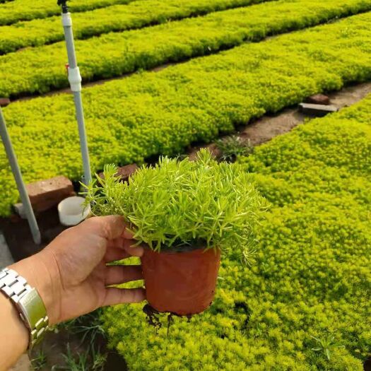 青州市 佛甲草