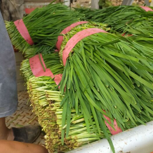 大叶韭菜  精品陆地万亩韭菜，量大质量好。