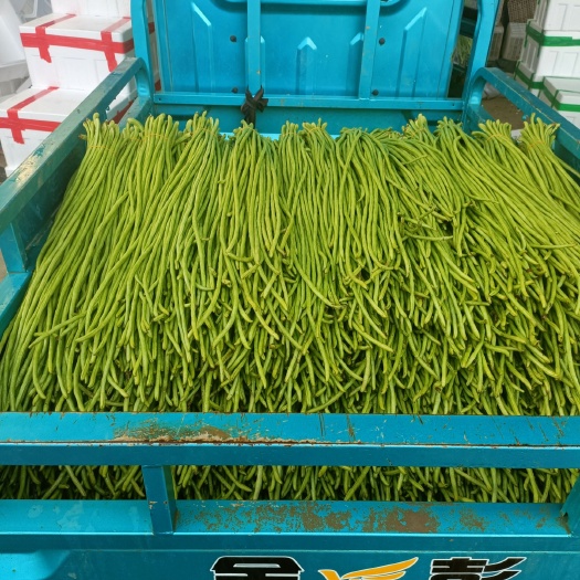 兰陵县绿龙豆角  山东兰陵精品青豆角，产地供应，一手货源，大量供应