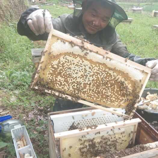 安康百花蜜 6-12个月 42 土蜂万花蜜，一年割一 2021-07-02 - 2022-07-02 