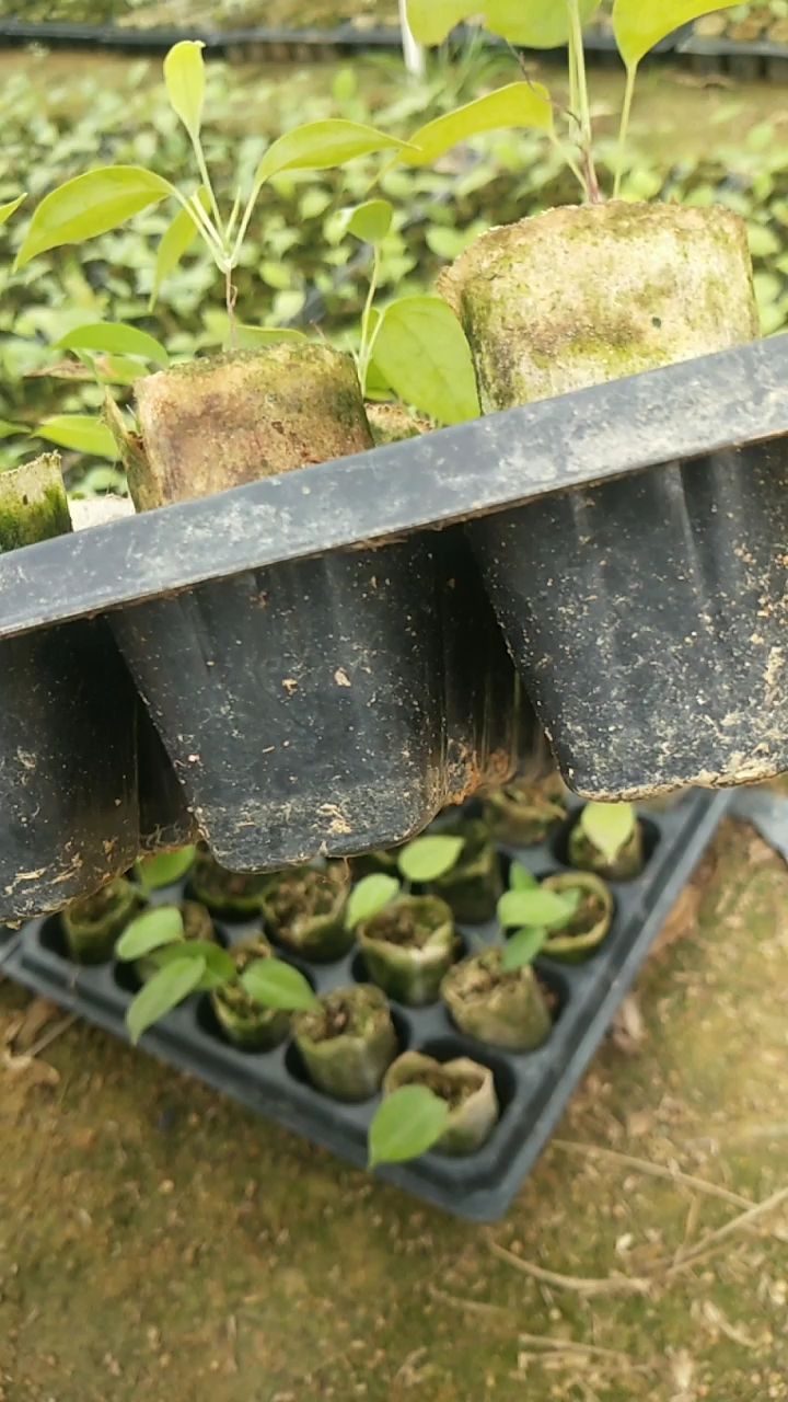 土茯苓苗  茯苓苗 两广白玉粉质土茯苓种苗 根部发达成活率高