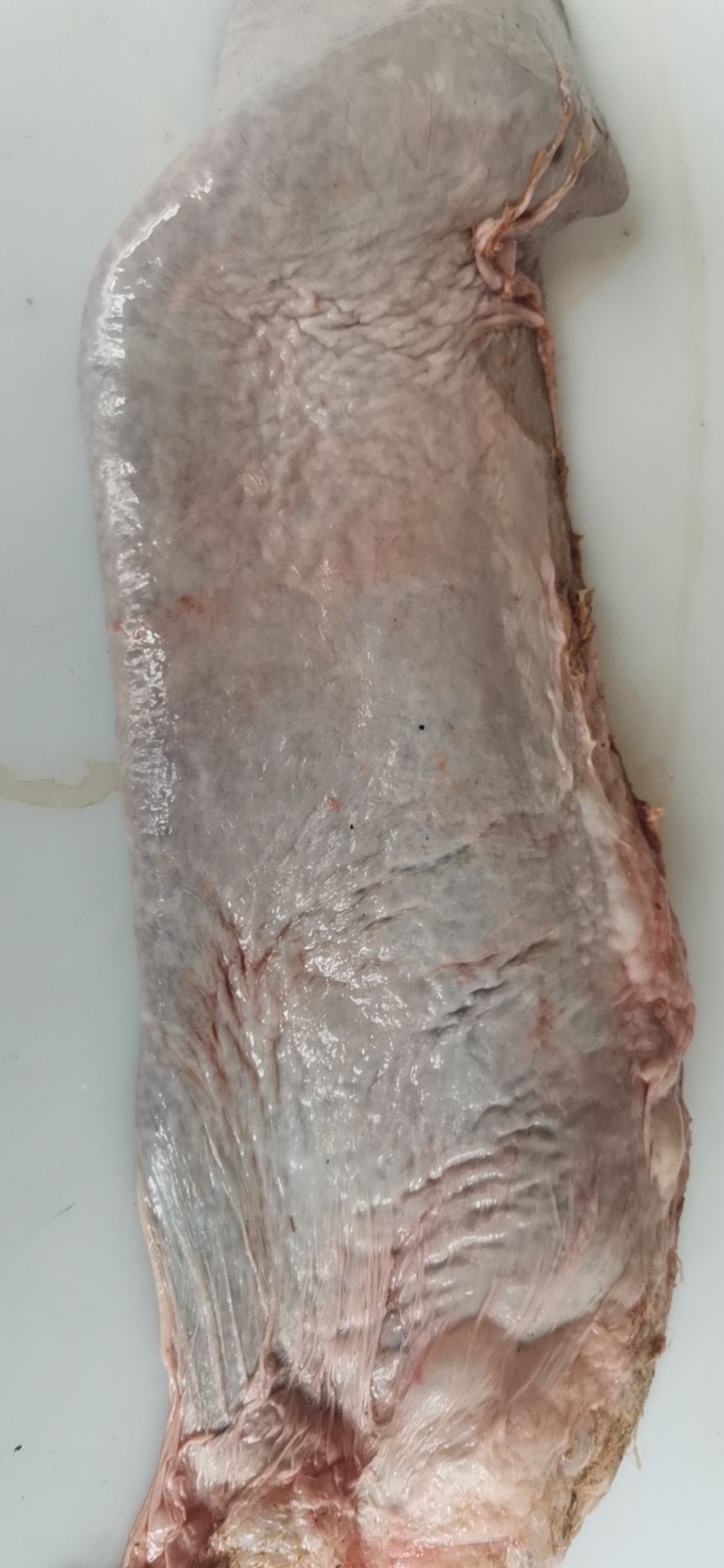 牛杂  牛脾 牛沙肝 纯干无水