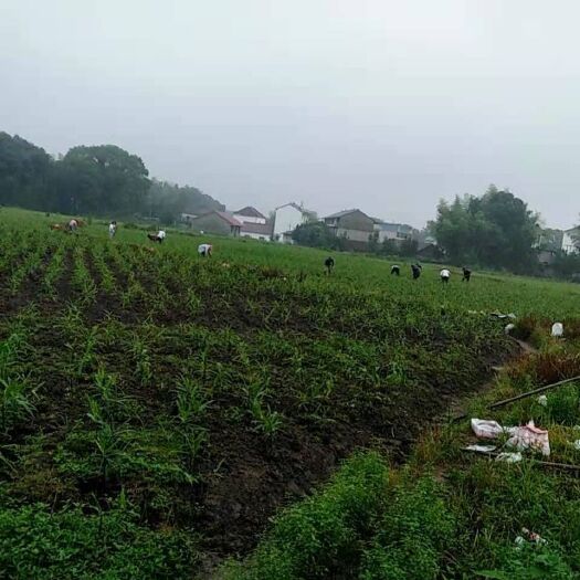 贵溪市 优质生姜小黄姜 大量批发出售