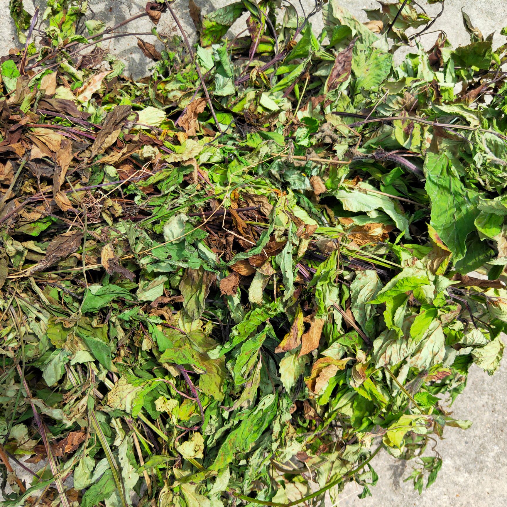 石见穿大别山天然采挖整棵切段自然晒干批发零售均可
