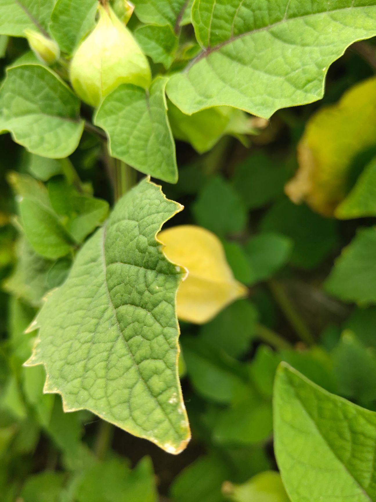 姑娘果  吉林大安  菇娘果  微量元素丰富