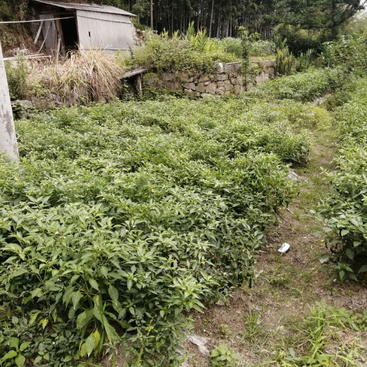 岳西县螺丝椒 辣椒